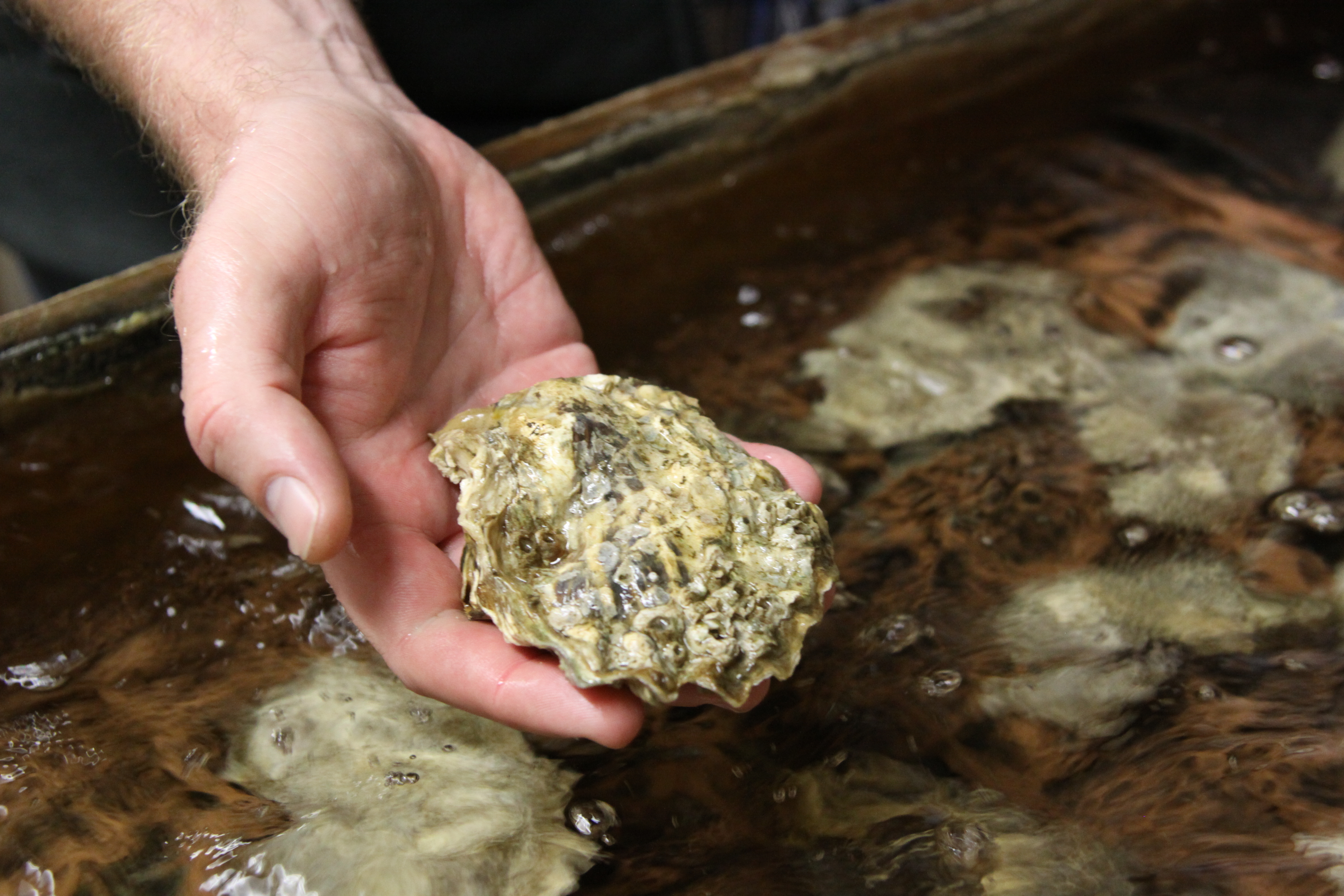 Hand holding an oyster over a shellfish hatchery tank