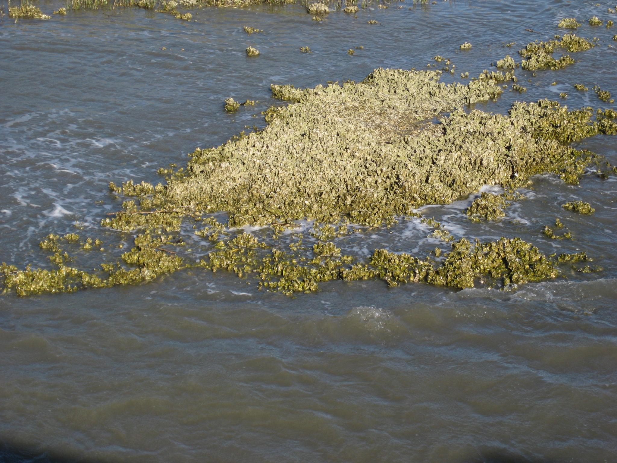 Exposed oyster reef at low tide